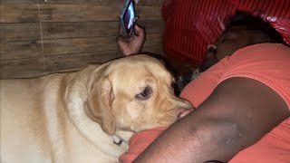 Cute Labrador Dog Sleeps In His Brothers Big Belly As A Pillow Feels Like Protected