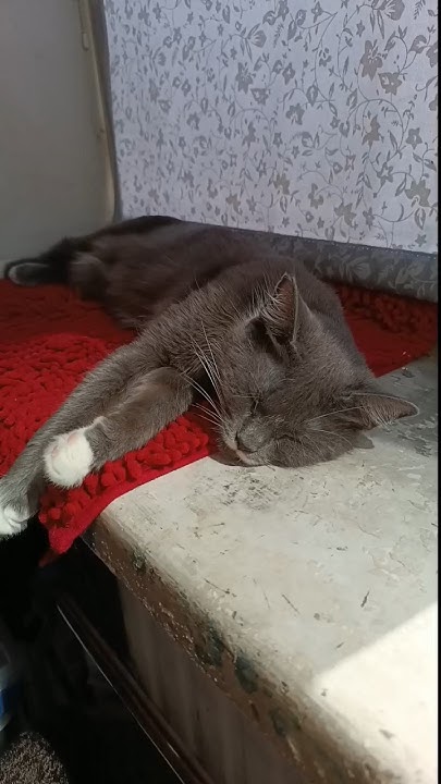 котики 😺😺😺 - YouTube