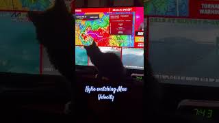 Kylie The Cat Watching Max Velocity