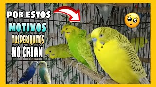 TUS PERIQUITOS NO CRIAN POR ESTAS RAZONES | ¿PORQUE MIS PERIQUITOS NO SE QUIEREN REPRODUCIR?