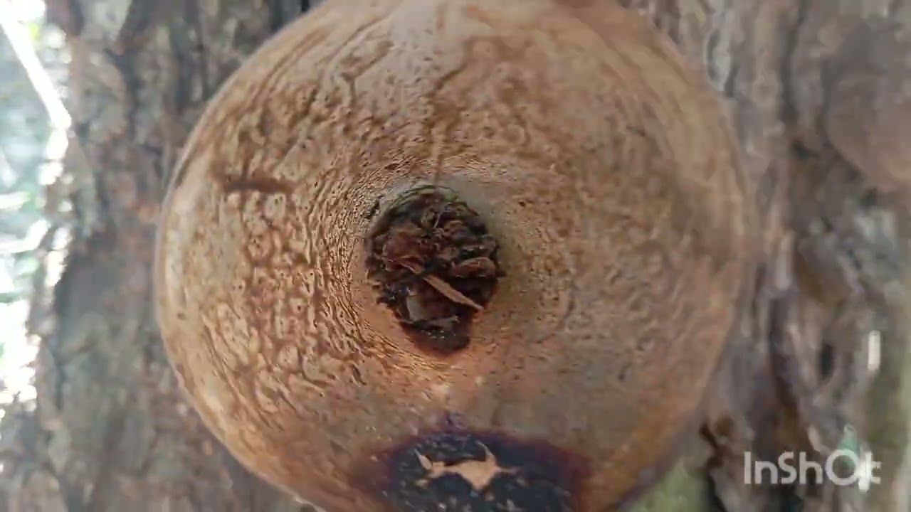 Verificação de Ninhos Iscas, Preparando Para Capturas de Primavera.