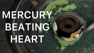 Mercury beating heart experiment (valentine’s day special)