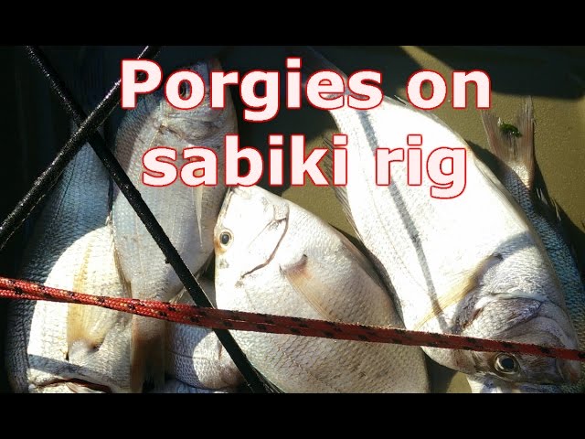 Porgy Fishing with sabiki rig Long Island Sound 2016 