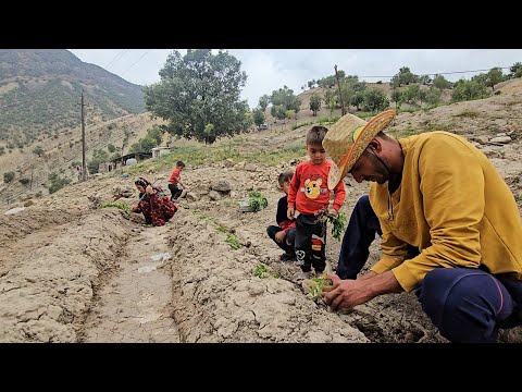 Planting vegetables on the farm. Babak starts his day by working on farmland #farmer