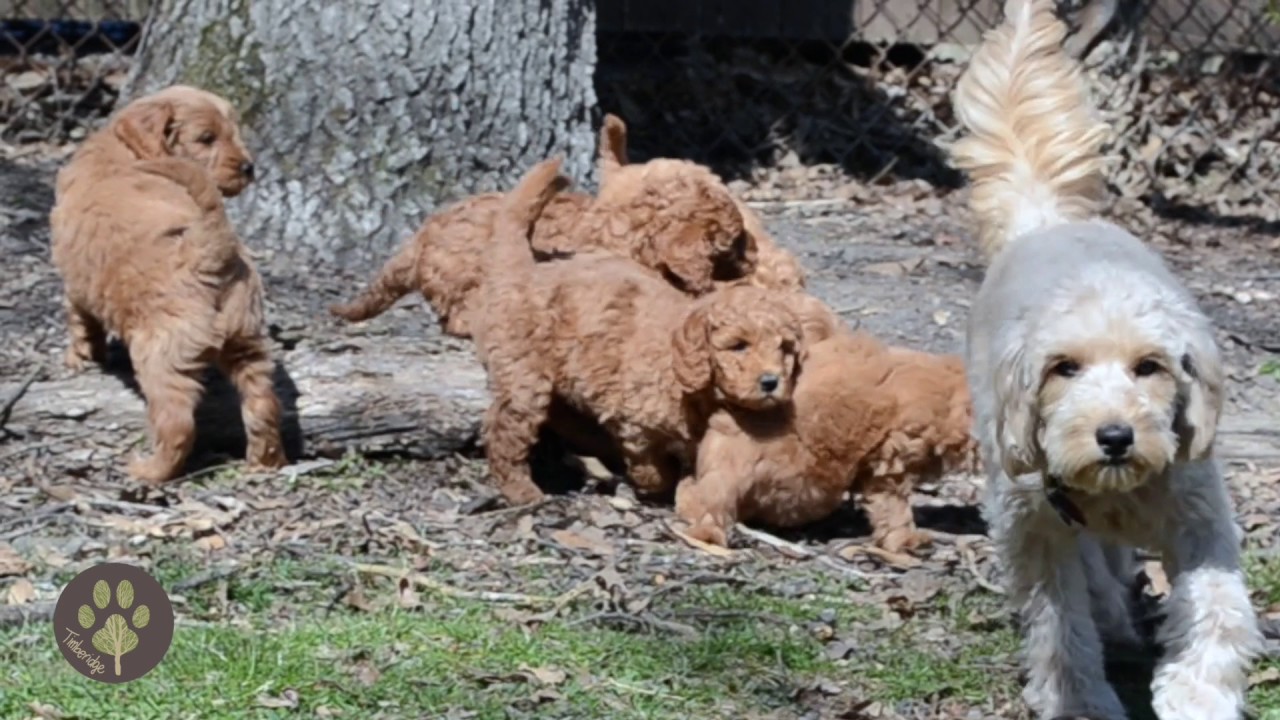 timberidge goldendoodles