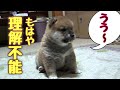 CUTE! かわいすぎ☆柴子犬の謎リアクション Mysterious behavior of a Shiba Inu puppy