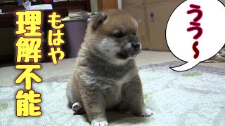 CUTE!  かわいすぎ☆柴子犬の謎リアクション  Mysterious behavior of a Shiba Inu puppy