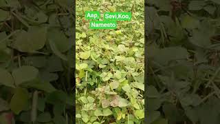 Aa,Sevi,Nemest,Dosto #nature #song #jiskeaanesemukammalhogayithizindagisong