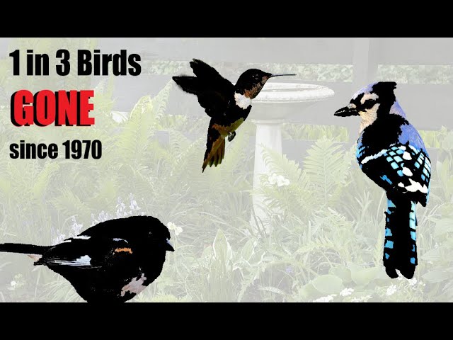 How to Attract Thrushes: Proven Tips for a Bird-Friendly Garden