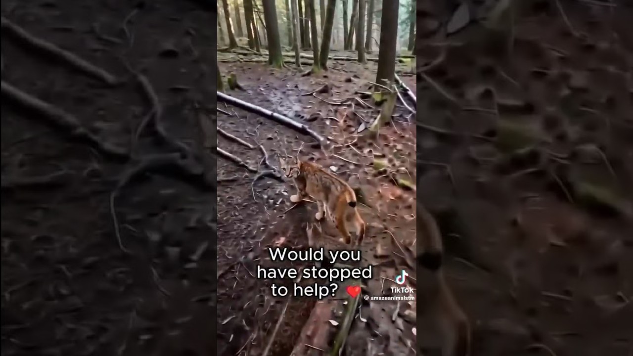 Would you have stopped to help?