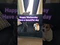 #dogshorts #viral #cute #furbuddies #jackrussellterrier #memes #funny #dogs #cat