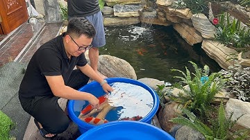 Cách Chọn Cá Koi Nhật Cho Người Mới Tập Chơi ! (Dòng Showa)