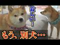 溺愛していた弟柴犬が変わってしまい、姉柴犬が独りぼっちになりました・・・