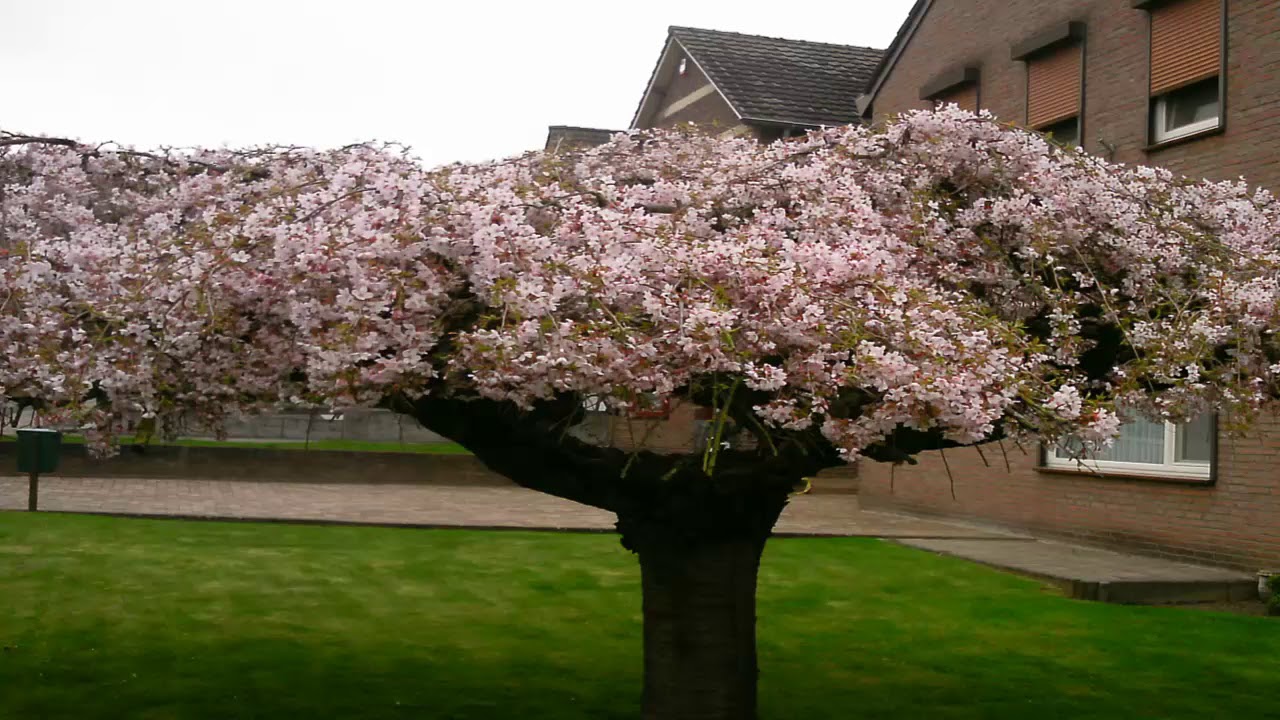 T050 00 Tafsiirka Suuratul  Qaaf@sh Cumar Faaruuq Raximala