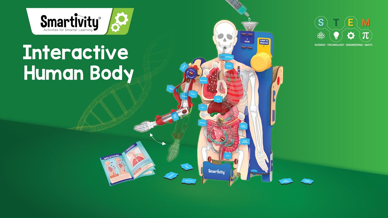 Human Body Math Linked Image Human Body Maths Activities