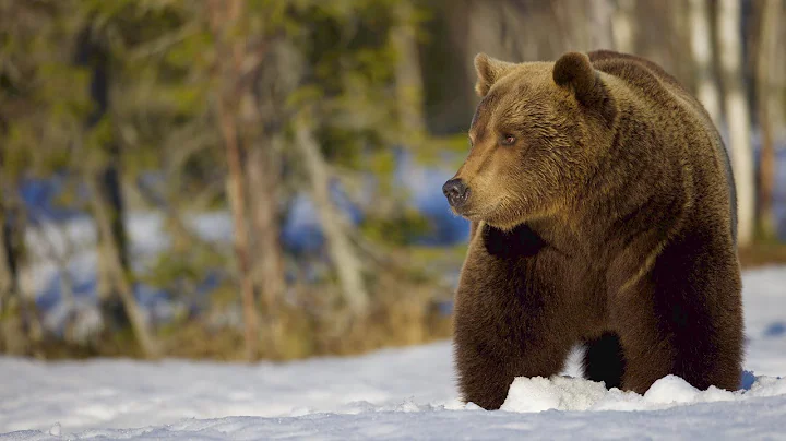 Martinselkonen Bears - 4K - Finland