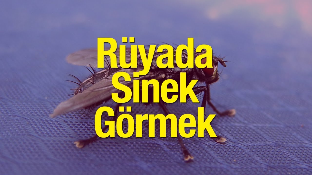 Rüyada Sinek Görmek Kötü Bir Anlam Mı Taşır? Rüyada Sinek Öldürmek ve