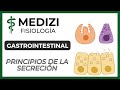 Clase 47 Fisiología Gastrointestinal - Principios básicos de la Secreción