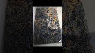 Celebrity La cules de struguri Wealth