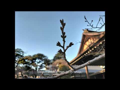 靖国神社 2023年2月28日（令和5年）