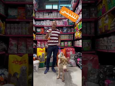 للتبني احلي كلب هاسكى يوجد جميع انواع الكلاب وايضا خدمات المحل و الاقامه يوجد توصيل لاي مكان في مصر