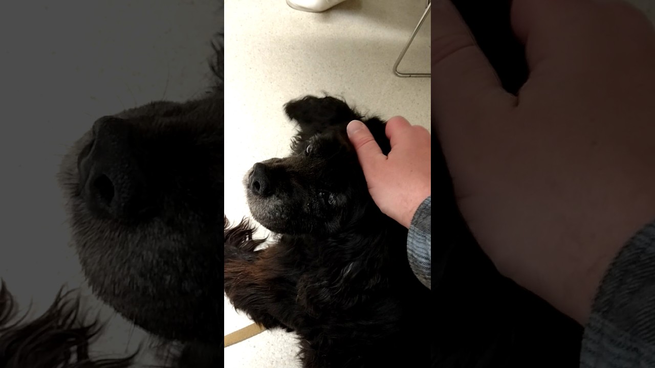 atheism plus Last moment with Misty. Crying.
