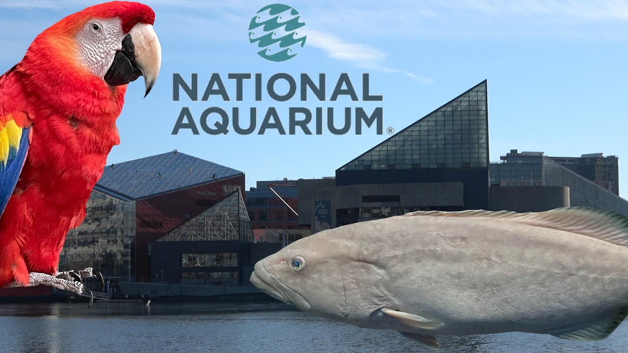 baltimore aquarium online tour