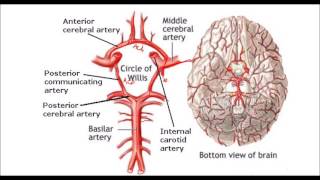 Del pdf circulacion cerebro