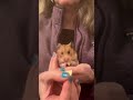 #hamster #cuteanimals