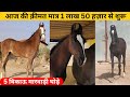 Marwari horses for sale