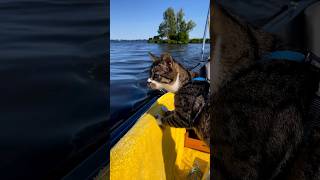 Captain Noah here I have everything under control ?Noah boatcat adventurecat catadventures