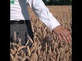 Beautiful England Wheat Farming Nature Scene 