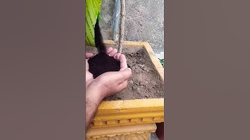 how to use compost in plants #shorts #plants #gardening