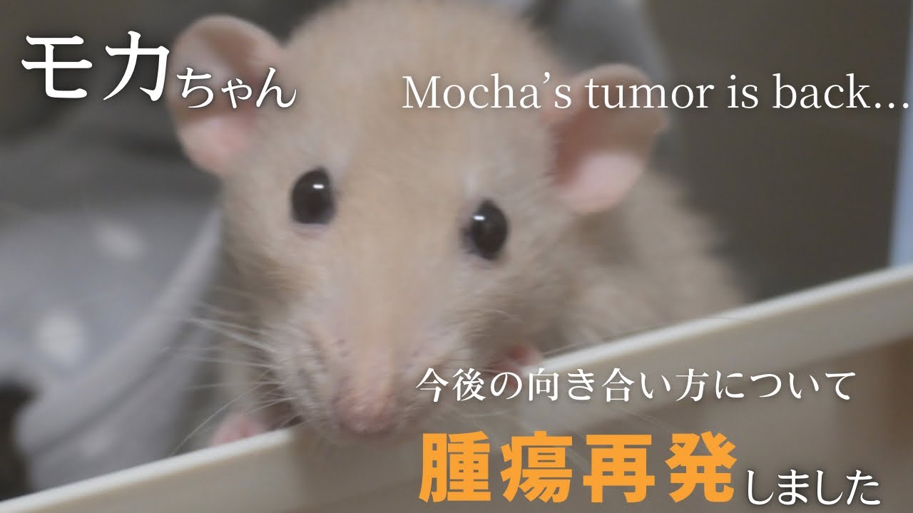 [Сообщение] У Моки снова обнаружили опухоль 【О том, как мы будем жить дальше】