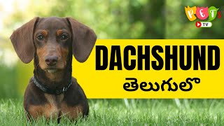 DACHSHUND - The Sausage Dog తెలుగులో | Pets TV by Pet's TV Telugu 44,757 views 3 years ago 9 minutes, 56 seconds