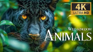 WORLD OF ANIMAL 4K l JUNGLE WILDLIFE  WITH RELAXING MUSIC AND SOUNDS