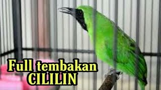 Full Nembak CUCAK IJO ISIAN CILILIN Merangsang Burung Anda Makin Gacor