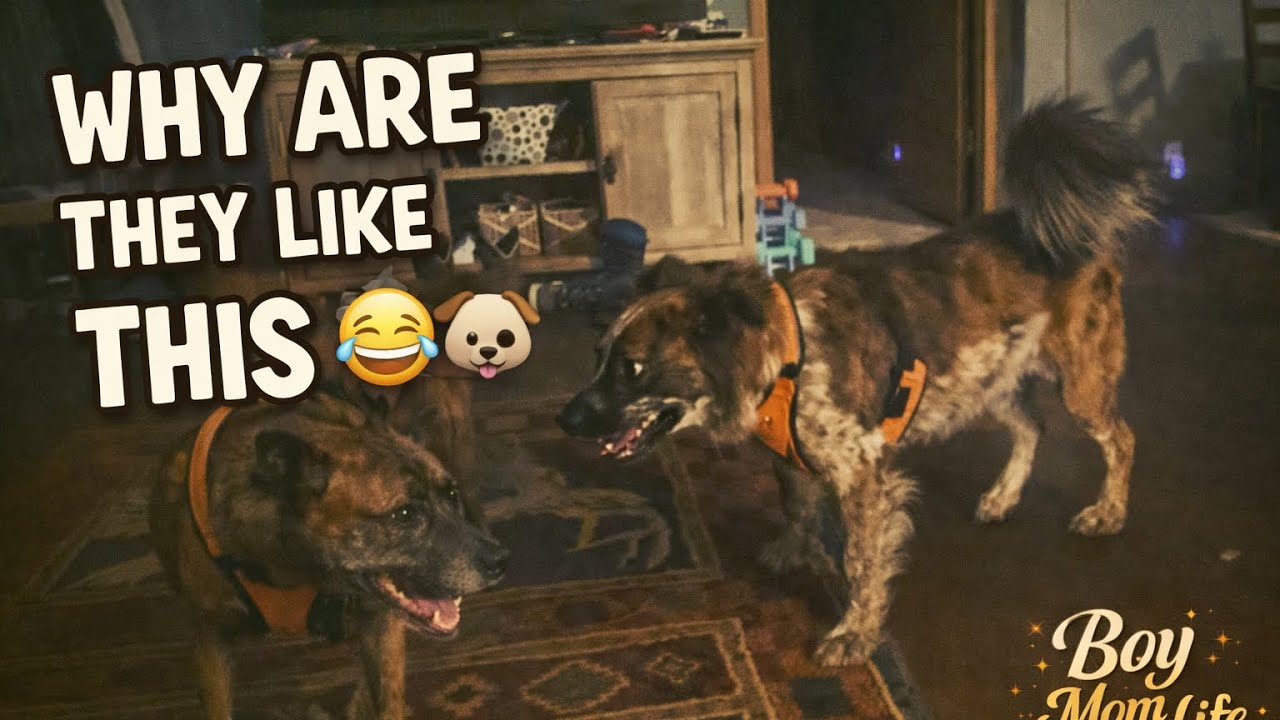 This Escalated FAST 😂🐶 | Boy Mom Life Daily Vlogs