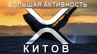 Большая АКТИВНОСТЬ XRP КИТОВ!!! | AMM на XRPL!!! | SEC сняла обвинения c Гарлинхауса и Ларсена!!!