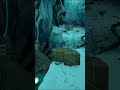I Get The Skylord Artifact #arksurvivalascended #gamer #arksurvivalevolved #arksupreme #gameplay