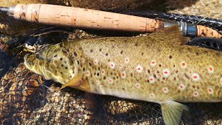 Pescando a ninfa por el eds de la aliseda del rio tormes ---- Fly fishing Spain.