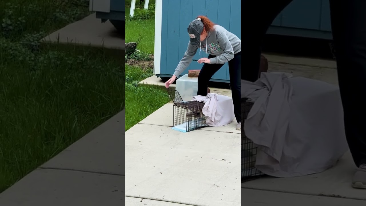 A helpful tip when releasing a cat from a Tru-Catch trap! 