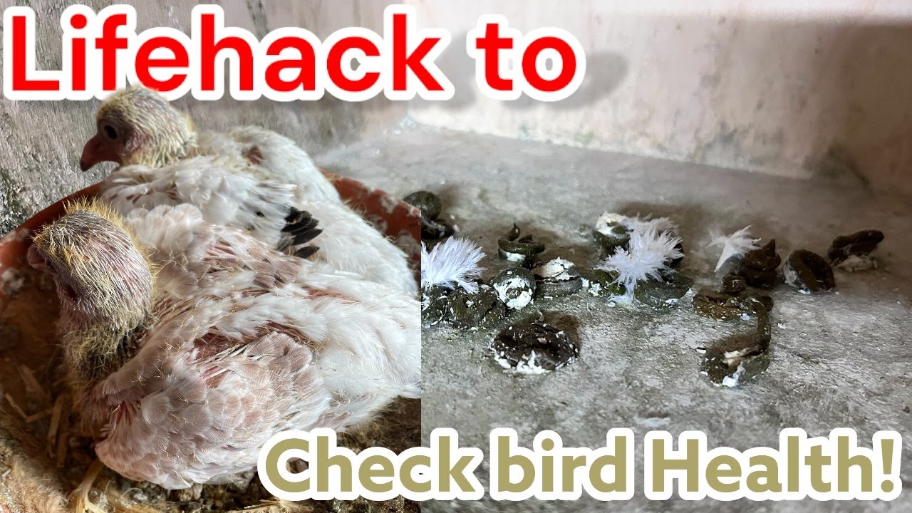 Проверьте здоровье вашей птицы за 5 секунд! 🕊️