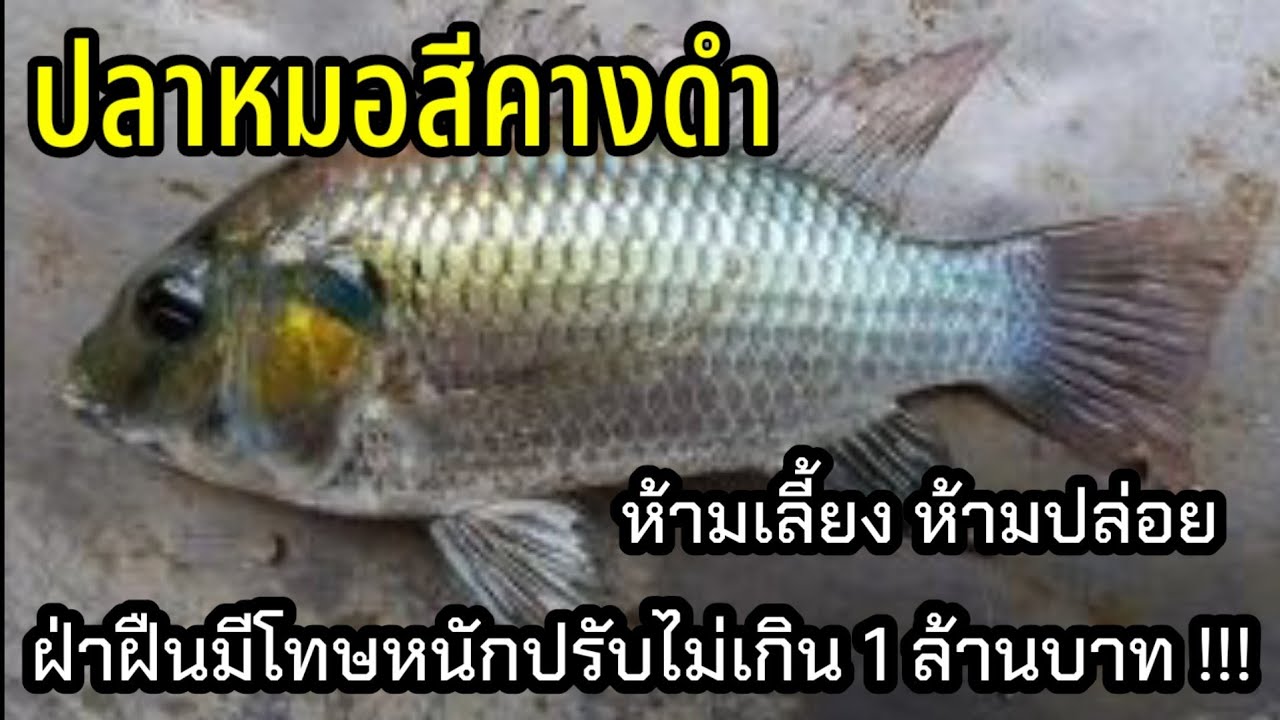 ลูกปลา หมอ สี  2022 New  ปลาหมอสีคางดำ ภัยร้ายปลาน้ำจืดไทย ห้ามนำเข้าส่งออก ผู้ใดฝ่าฝืนมีโทษหนักปรับ1ล้านบาท