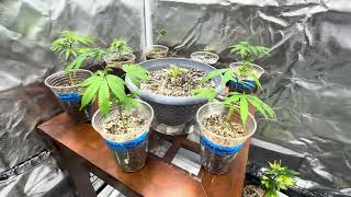 Garden of Eden Vlog-Runtz Clones-Day 4 Veg