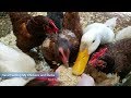 Hand Feeding Baby Chicks, Chickens and Ducks Purina Corn Crumbles Feeding Frenzy Hens Chicks &amp; Ducks