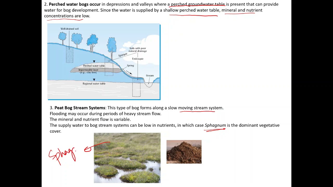 Bogs, their types and environments