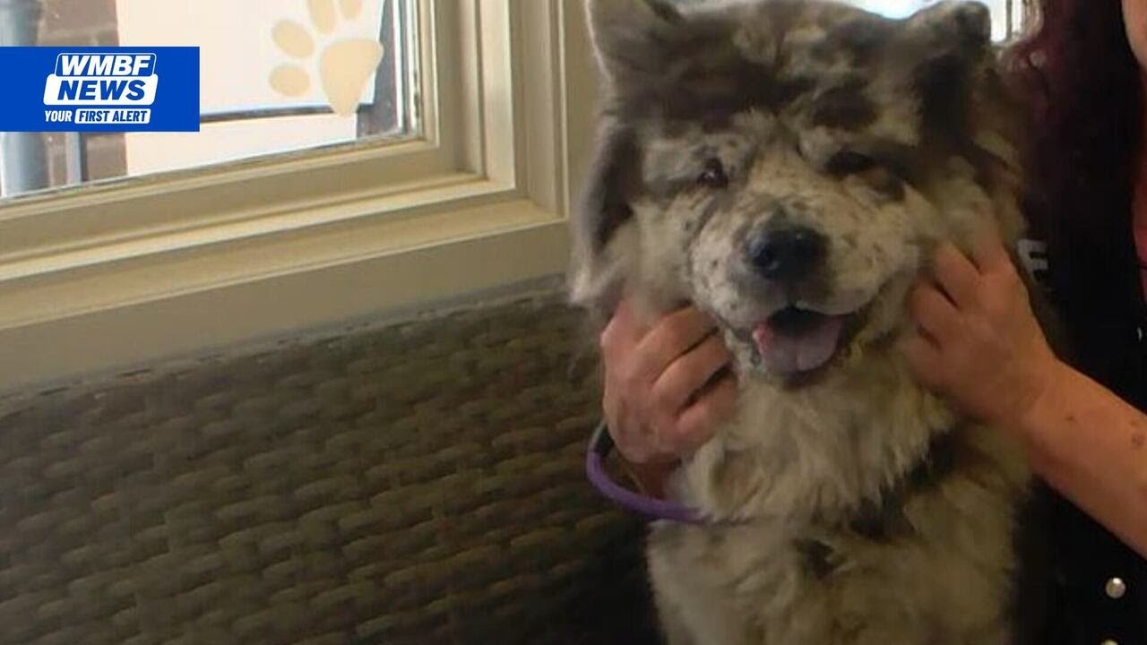 ‘A Christmas miracle’: Community helps owner reunite with missing dog after weeks