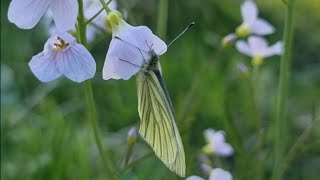 НОРВЕГИЯ . ПОНЯЛА СВОИ ОШИБКИ . 28. 05. 2024