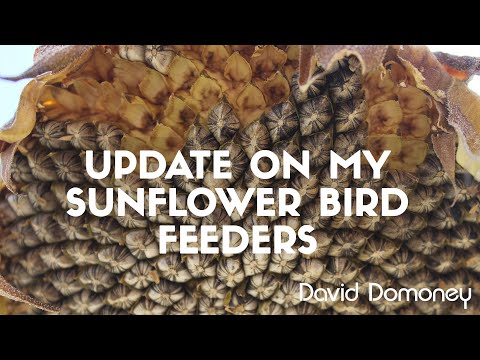 Video: Težave s krmilnico za ptice: toksini sončničnih semen in njihov učinek na rast rastlin